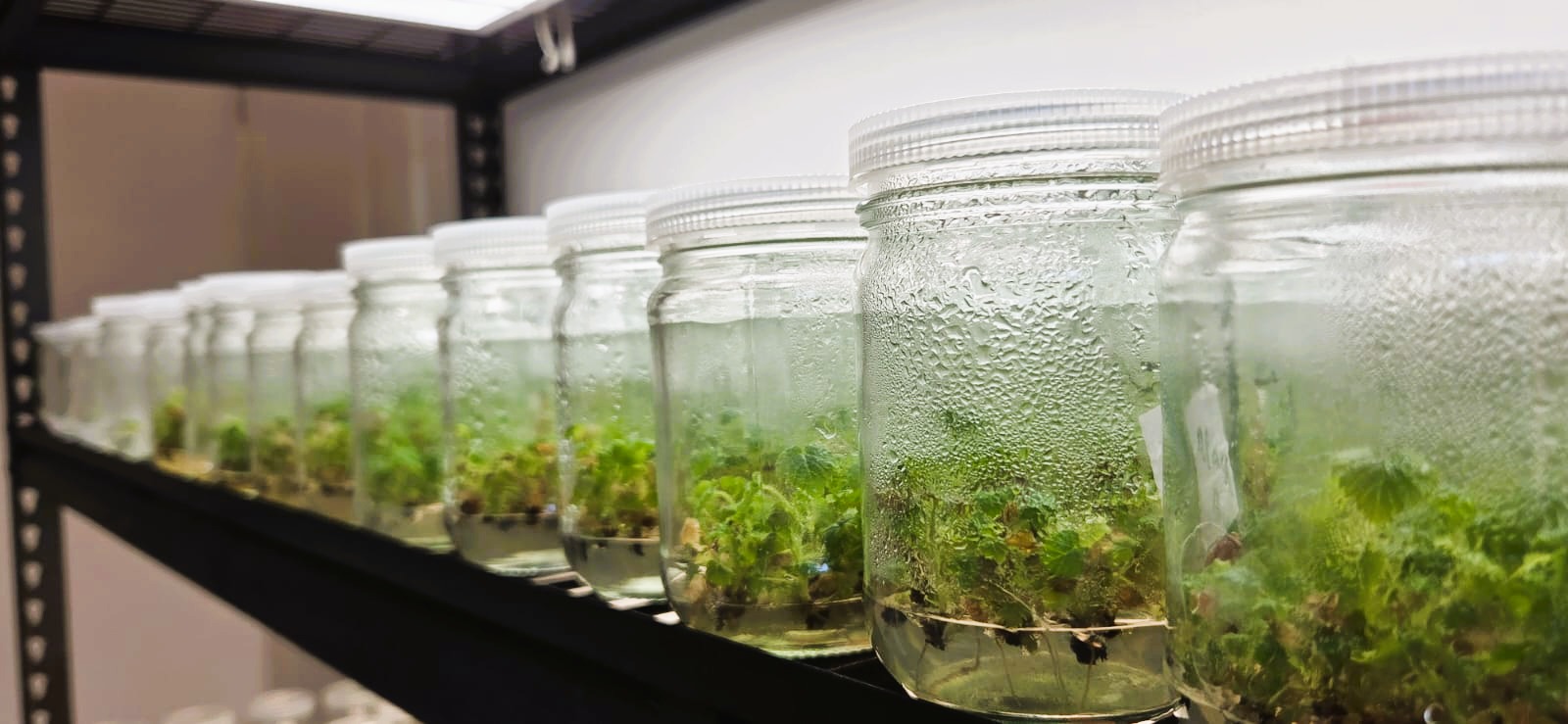 Plant Tissue Culture Laboratory in Test Tubes